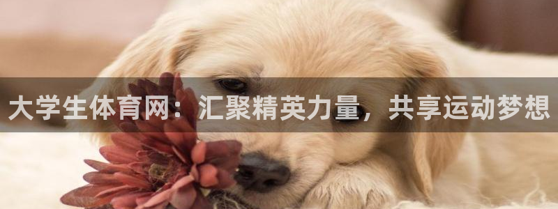 劲爆体育频道在线直播观看：大学生体育网：汇聚精英力量，共享运动梦想